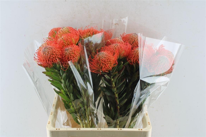 <h4>Leuco Co Succession</h4>