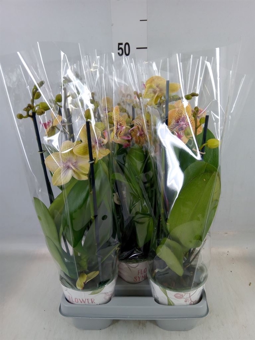 <h4>Phalaenopsis   ...mix</h4>