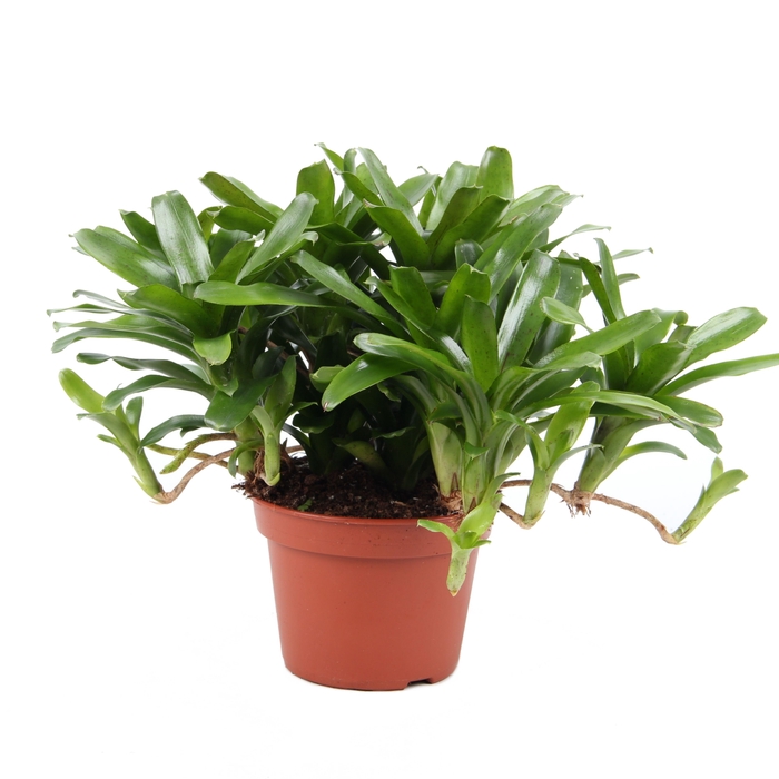 <h4>Fireball groen 15cm</h4>