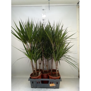 Dracaena marg.