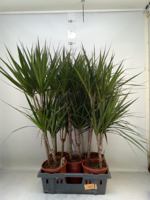 <h4>Dracaena marg.</h4>