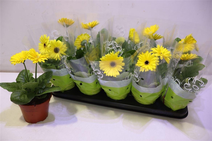 <h4>arr8 Ger Gem</h4>