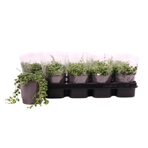 Senecio rowleyanus 12 cm