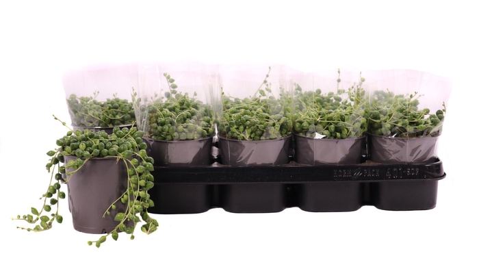 <h4>Senecio rowleyanus 12 cm</h4>