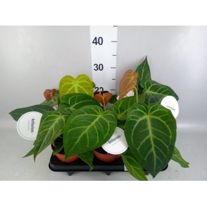 Anthurium   ...