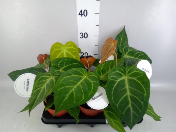 <h4>Anthurium   ...</h4>