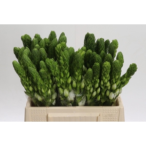 Ornithogalum thyrs. 'Milky Way'