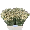 Tanacetum parthenium Cameron