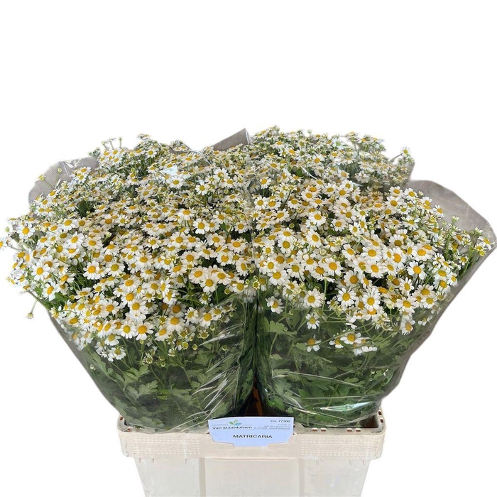 Tanacetum parthenium Cameron