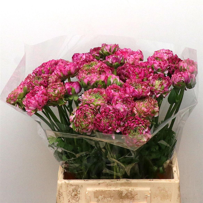 <h4>Ran Ponpon Malva Lila Extra</h4>