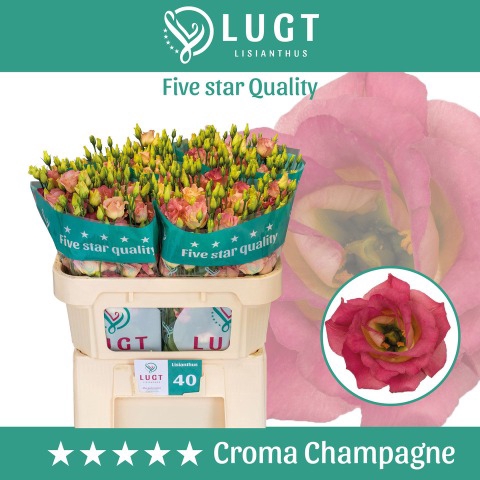 <h4>Lisianthus Croma Champagne</h4>