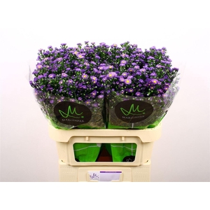 Aster Teeny Tiny Blue