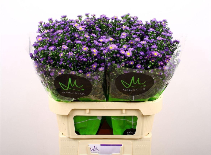 <h4>Aster Nb Teeny Tiny Blue</h4>