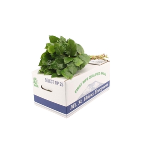 Salal Baby Mt St Helens WBE