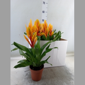 Vriesea  'Intenso Flame'