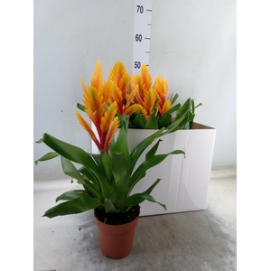 Vriesea  'Intenso Flame'
