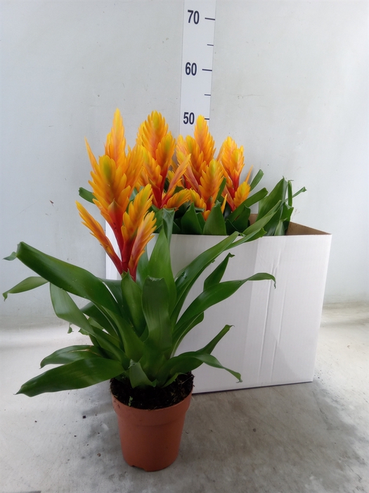 <h4>Vriesea  'Intenso Flame'</h4>