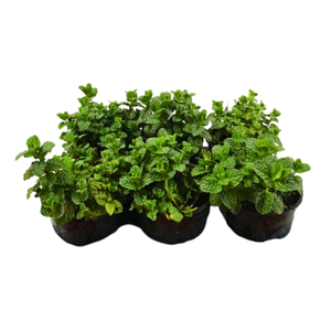 Mentha spicata