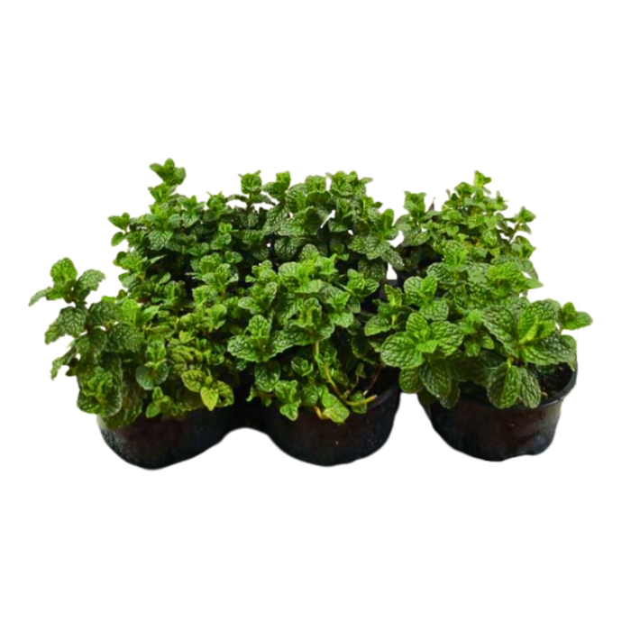 <h4>Mentha spicata</h4>