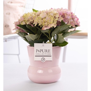 Hydrangea pink in P&PURE Plant Vase Maxima pink