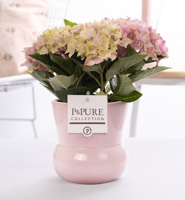 <h4>Hydrangea pink in P&PURE Plant Vase Maxima pink</h4>