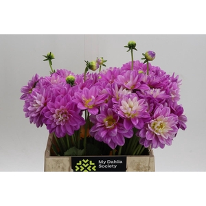 Dahlia (Decorative Grp) 'Pink Pop'