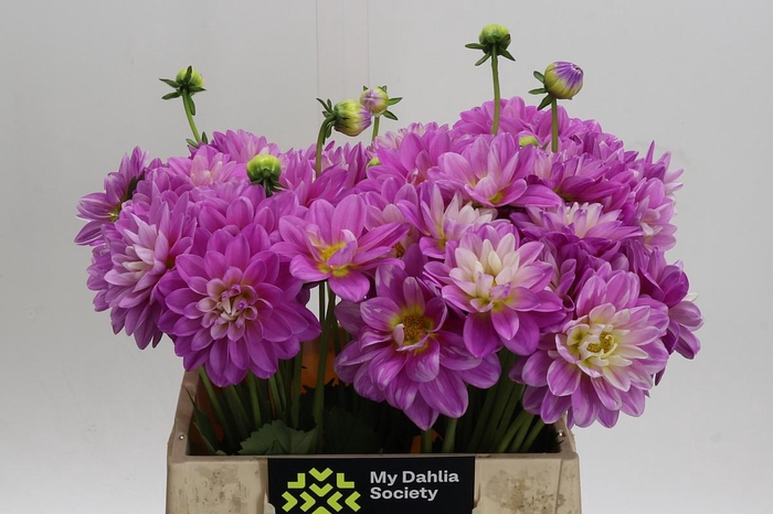<h4>Dahlia (Decorative Grp) 'Pink Pop'</h4>