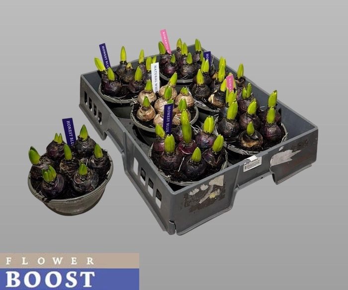 <h4>Hyacin Pear Gem 4 Kl</h4>