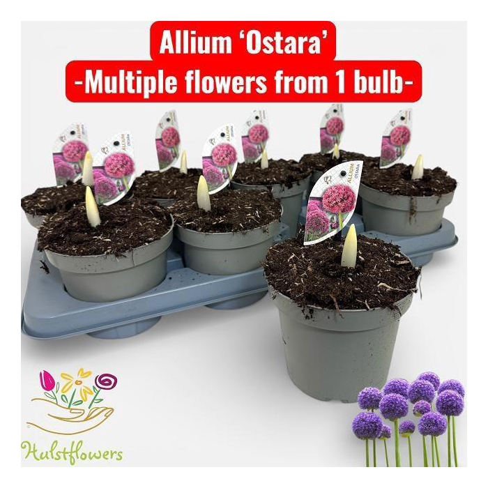 <h4>ALLI OSTARA</h4>