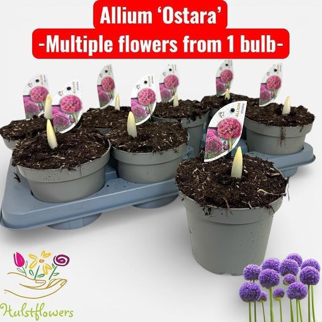 <h4>ALLI OSTARA</h4>