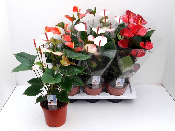 <h4>ANTHU AN GEM 4 KL</h4>