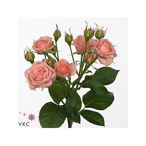 Rosa spray odilia