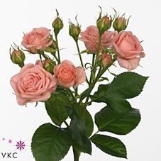 <h4>Rosa spray odilia</h4>