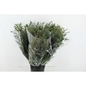 EUC PARVIFOLIA 200GR