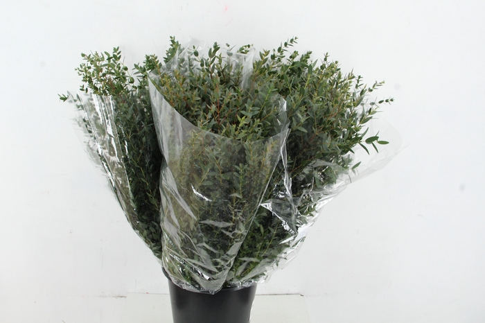 <h4>EUC PARVIFOLIA 200GR</h4>
