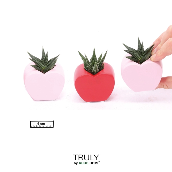 <h4>TRULY Succulent, Heart mini</h4>