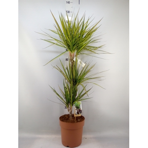 Dracaena marg. 'Sunray'