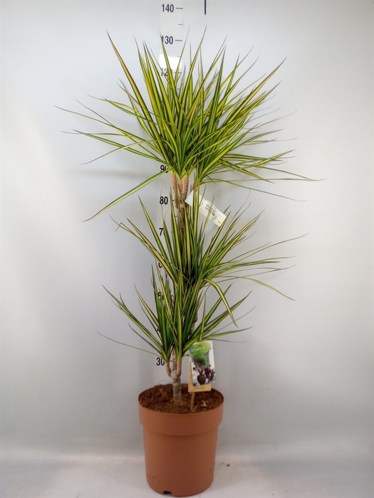 <h4>Dracaena marg. 'Sunray'</h4>