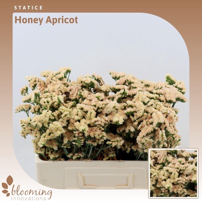 <h4>Statice Honey Apricot</h4>