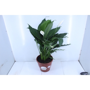 SPATHIPHYLLUM P24 MIN 3 HA POR RECIPIENTE COM FLOR