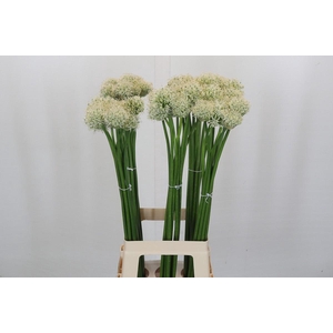 Allium Mount Everest