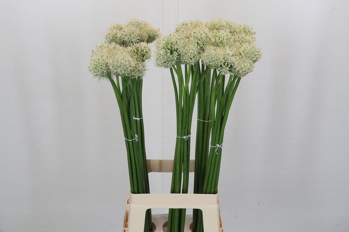 <h4>Allium Mount Everest</h4>