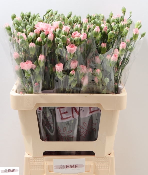 <h4>DI TR DOOBADOO</h4>