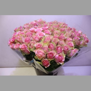 R Gr Belle Rose X10