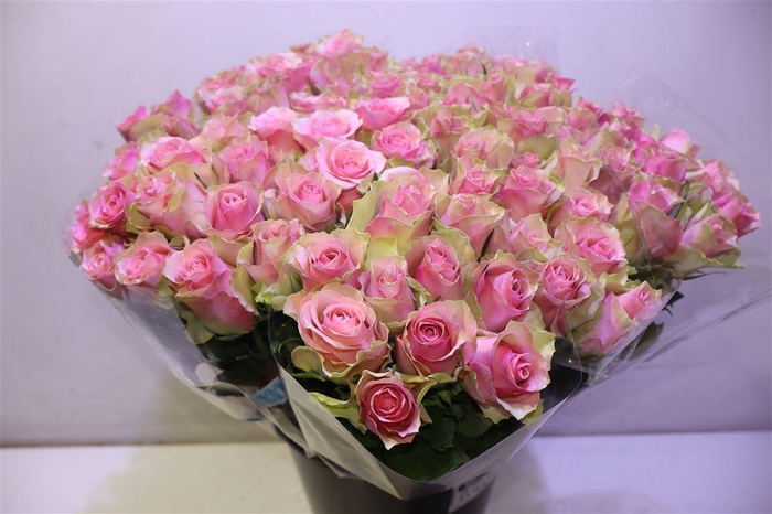 <h4>R Gr Belle Rose X10</h4>