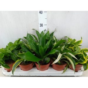 Dracaena   ...mix