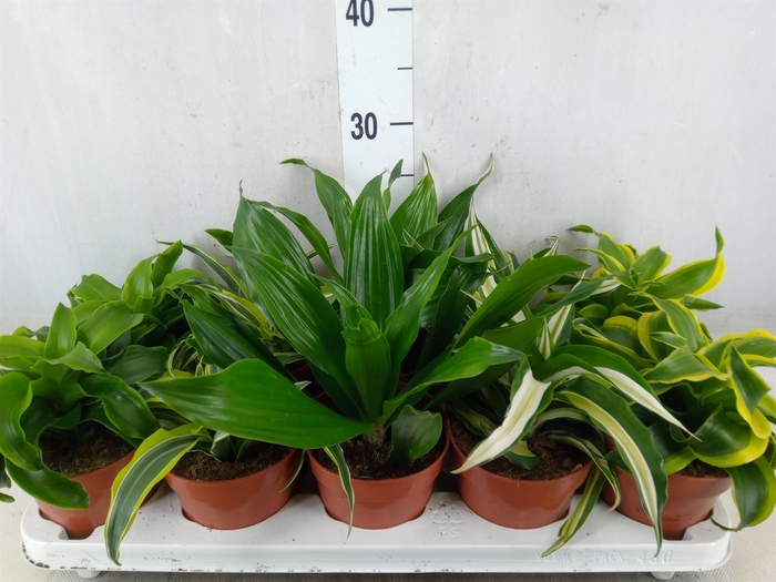 <h4>Dracaena   ...mix</h4>