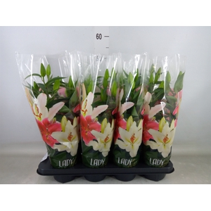 Lilium ori.  'Sunny Keys'