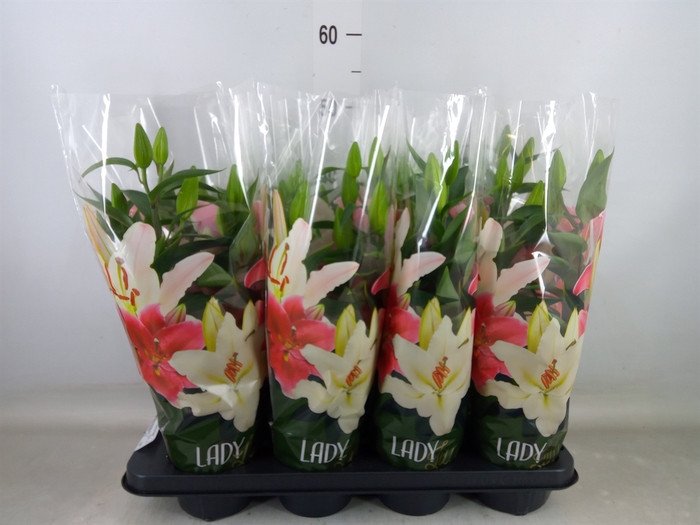 <h4>Lilium ori.  'Sunny Keys'</h4>