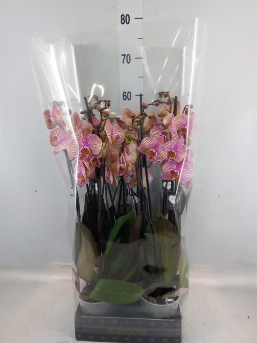 <h4>Phalaenopsis  'Jupiter'</h4>